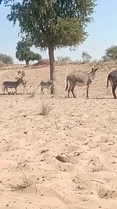 Voice Angry donkeys Wild Behaviours village #donkey #shorts #entertainment #Dese #lifestyle #fun #reels #animal #funnyanimals #animallover #loveanimals #camels #village #villagelife #vlogs #nature #wildlife #crazy #petlover #amazingvideo #unitedkingdom #animalsofinstagram #PetDentalHealthMonth | Kingdomofdoggos