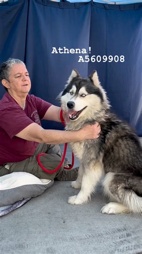 2.7K views · 118 reactions |  Athena is SO fluffy! Ready for...