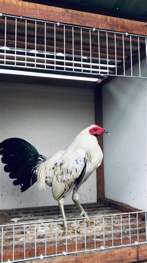 Ayam Philipin: Kanawayon Hatch Cooking Ideas
