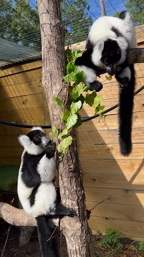 Happy World Lemur Day from critically endangered black-and-white lemurs, Saka and Akondro! 🌍 | North Florida Wildlife Center
