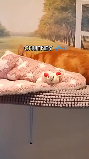 WoodbankCattery on TikTok