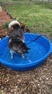 81K views · 6K reactions | Happy weeeknd!! #poolparty #summasummatime | Thor the Magnificent | Facebook