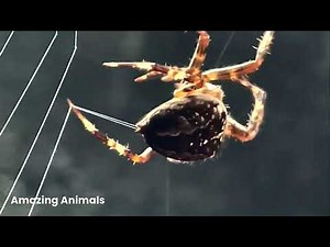 Spiders Amazing Engineeris How They Build Their Webs