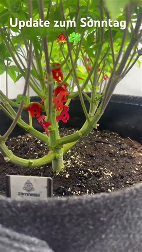 Bloomweeks🍁week 1 day 6🍀