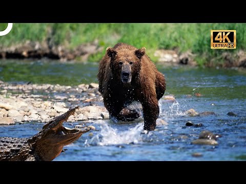 DÜNYANIN EN GÜÇLÜ HAYVANLARI | 4K HAYVAN BELGESELİ