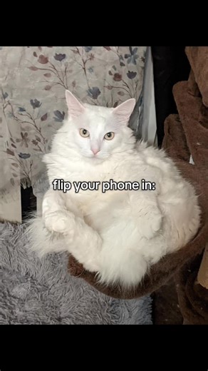 flip your phone press all my buttons #whitecat #cutecat #loveablecats | cats
