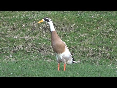Indian Runner Ducks