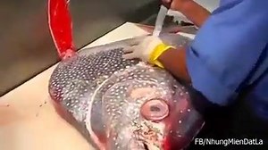 40K views · 240 reactions | How to fillet an OPAH ? More videos >>>>...