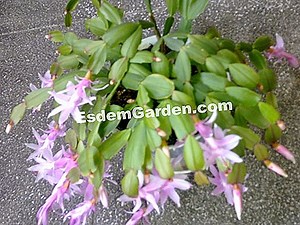 Rhipsalidopsis 🌿 Tudo Sobre Jardinagem E Projeto Do Jardim - 2025