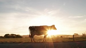 Heat Detection and Health Monitoring with GEA CowScout