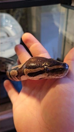 SHOWING FRIENDLY BALL PYTHON DONT BE SCARED! SNAKE! 4K #SHORTS