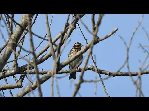 Tordo sassello con canto