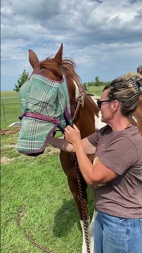 How to put on a horse face mask