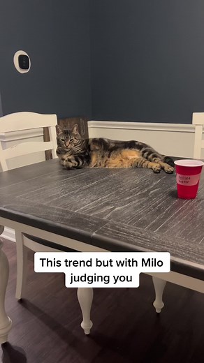 Milo the Cat TikTok Trend: Judging Sound Theme