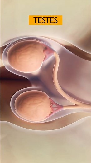 The Male Reproductive System ❤️ #3danimation #medicaleducation #malereproductivesystem #sperm
