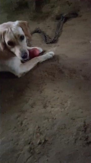 😂 Labrador Puppy Loves Playing Ball ⚽ | Too Cute to Miss!