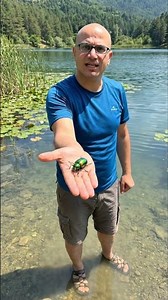 ÇAPKIN BÖCEK - METALİK DOGBANE BÖCEĞİ