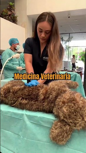 Tu formación en Veterinaria comienza en la UAG. Nueva carrera ya disponible 🦉