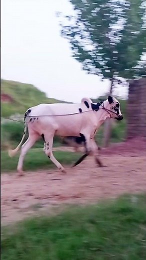 Training a Bull to Walk Calmly | Easy Farm Guide 🐂