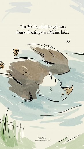 Why You Shouldn't Mess with Loons in Nature