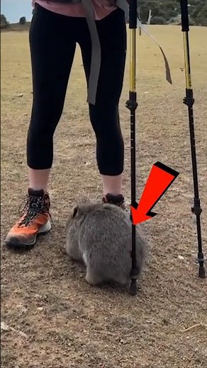 How Wombat Kill Predators 😯 #facts #viralvideo #shorts