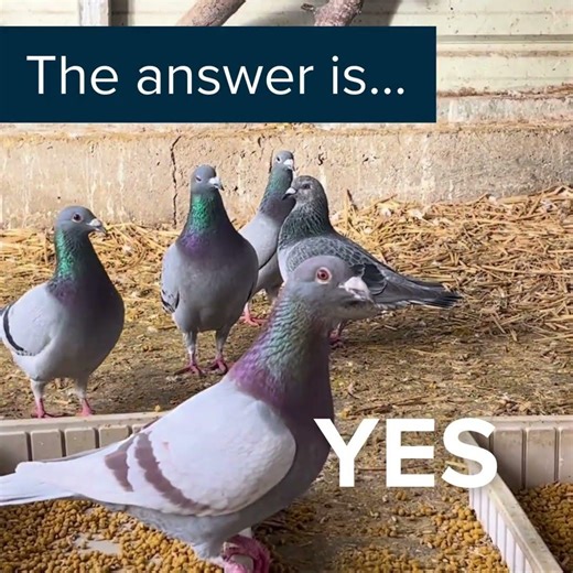 Rock pigeons originally lived on cliffs and rocky coastlines, but over thousands of years, humans do