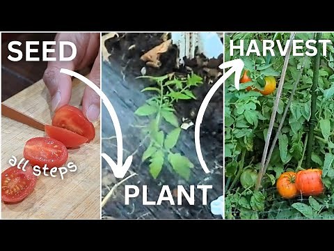 How to grow tomatoes at home (step by step tutorial, from seeds to harvest)