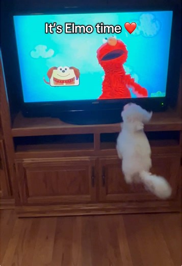 It’s always Elmo time. #dogsoftiktok #maltipoo #dogswatchingtv #seasemestreet #elmo