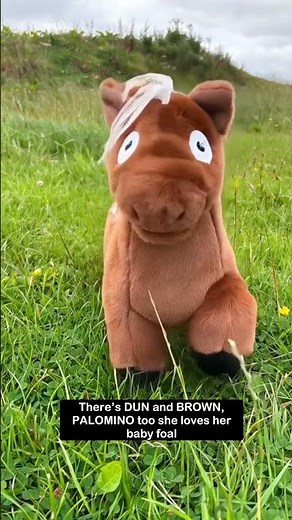 Crafty Ponies colours #equestrian #toy #educational #craftyponies #ridingschool