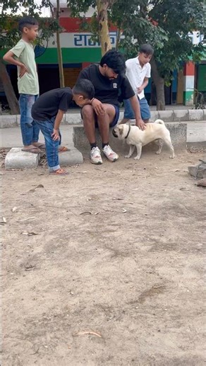 Pogo#petshorts#pug#speakpug#dogshorts#pugdogvideos#funnyvideo#comedyshorts#petshub#doggielife#dogs