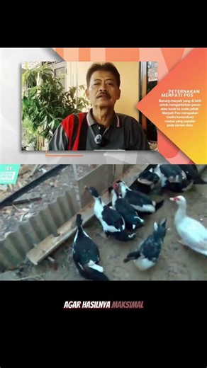 The Overlooked Muscovy Duck Farming Business That Offers Lucrative Profits