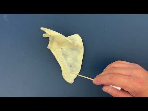 Structures of the Scapula