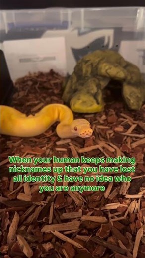 My Ball Python has lost his identity thanks to me😂🫶🐍