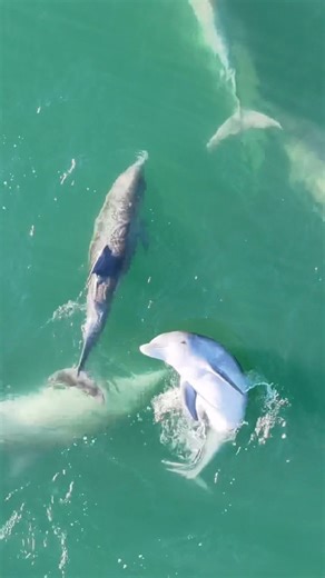 11K views · 569 reactions | What a lovely surprise this morning while checking the surf in Montauk. I could watch them play all day. Really special.  #montauk #marinelife #jkphotography | James Katsipis | Facebook