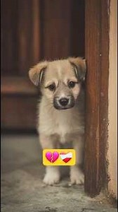 Puppy’s First Day at Home 🐶❤️