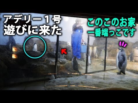 【エンペラーにも挨拶】飼育員さんも説明・エンペラーペンギン赤ちゃんのエリア・アデリー広場１号が来た～