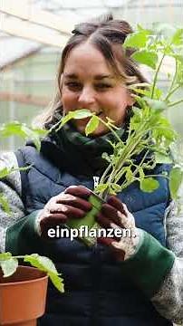 Tomaten richtig einpflanzen für mehr Ernte | 24Garten