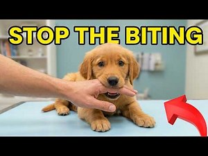 Why Your Puppy Won't Stop Biting You (And How to Actually Fix It)