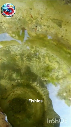ഈ കുഞ്ഞന്മാരെ കണ്ടിട്ടുണ്ടോ 🐠#fishies#fishes#platy#breeding#babies