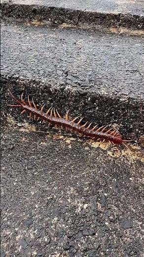 Giant Centipede in Hawaii!