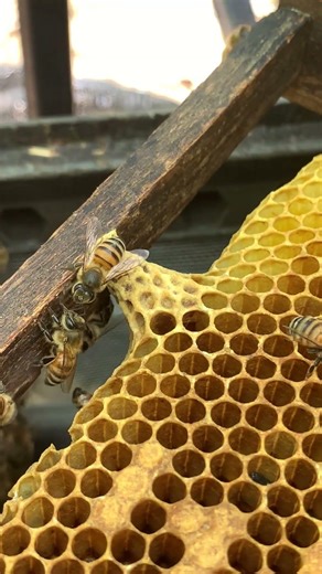 Selecting the Strongest Queen Cell 👑🐝 | Hive Care Tip