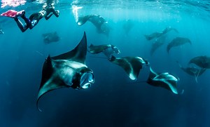 Largest Manta Ray Ever Recorded [2022] Shocking Size