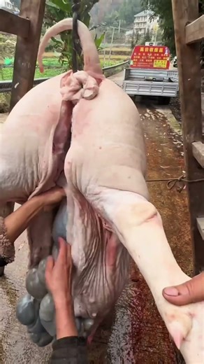 How Butcher Cut Whole Pig - Pro Giant Pig Cutting Skill