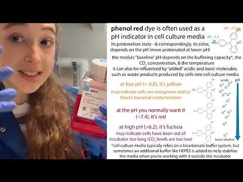 Phenol red and pH buffering of cell culture media