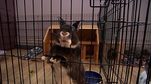 Inside what Valerie Bertsch calls her bunny café, there are about a dozen rabbits from Tribbles Rabbit Rescue, all hoping to find loving homes. | Localish | Facebook