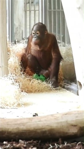 Funny Baby Orangutan Playing with Lego!#shorts#orangutans#funnyvideo#funnyanimals