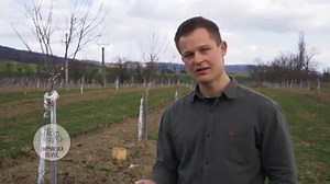 AKO TVARUJEME DVOJROČNÚ MARHUĽU? Farmárska revue ponúka praktickú ukážku rezu marhule v predjarnom alebo skorom jarnom období. Ide o dvojročnú marhuľu, ktorú treba vytvarovať tak, aby sa ďalej správne vyvíjala a poskytovala čo najlepšiu úrodu. Ľudovít Vašš z Ovocnej a okrasnej škôlky Biele Karpaty, s.r.o., zdôrazňuje, že tieto tvarovacie práce na marhuliach určite nerobíme na jeseň. BLOG ZELENÝ JEŽKO radí svojim čitateľom: Mnoho praktických rád do záhrady nájdete v blogu E-Shopu Zelený ježko tu: