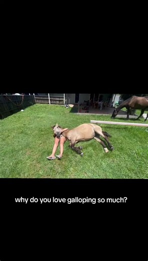 The Joy of Galloping: Embracing Adrenaline with Horses