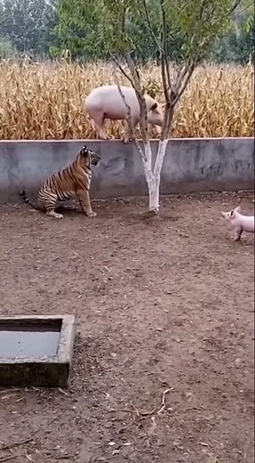 The Great Escape Pig Edition! 🐷🏃‍♂️