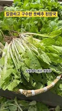 구수하고 칼큼한 풋배추 된장국 끓이는 방법.